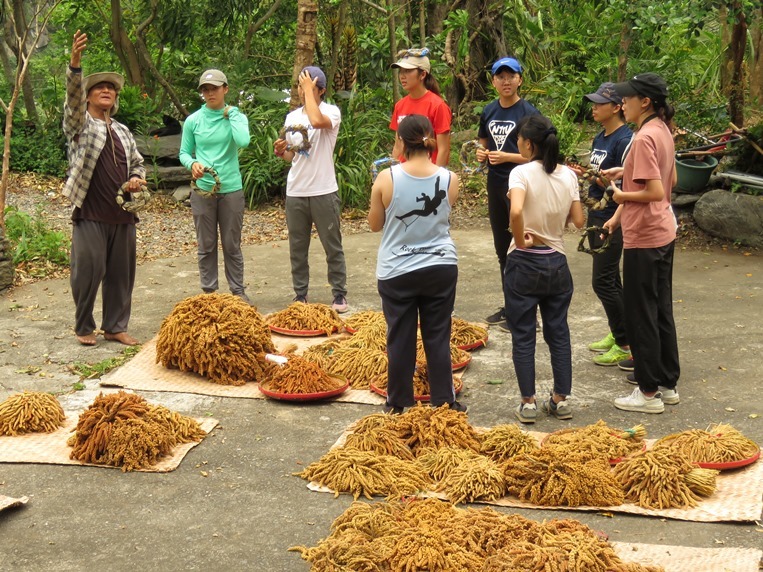 小米與部落傳統食農文化課
